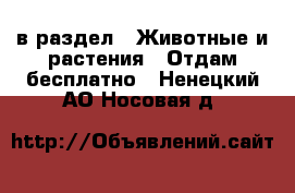  в раздел : Животные и растения » Отдам бесплатно . Ненецкий АО,Носовая д.